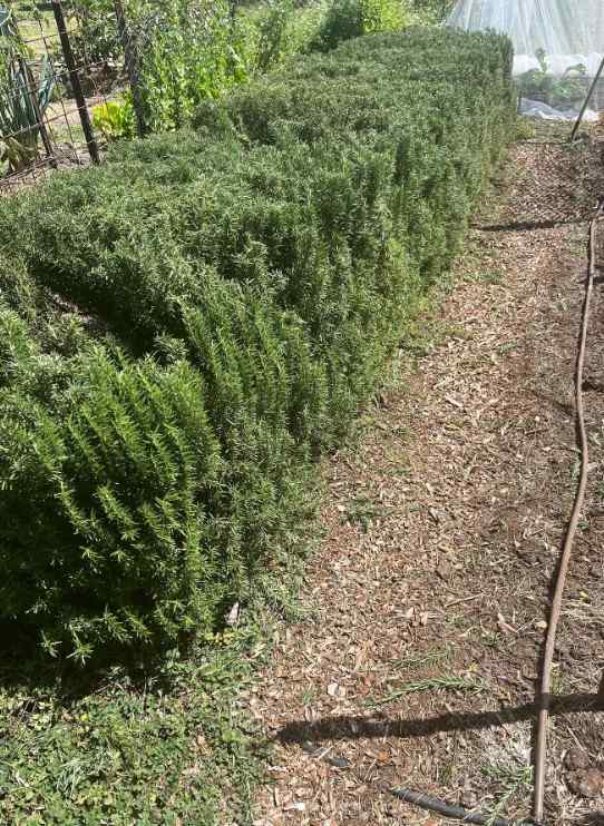 12 Edible Hedge Garden Ideas Beautiful Privacy You Can Harvest smallhometours.com 22