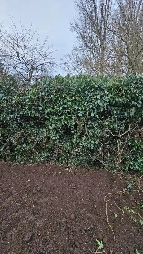 12 Edible Hedge Garden Ideas Beautiful Privacy You Can Harvest smallhometours.com 22