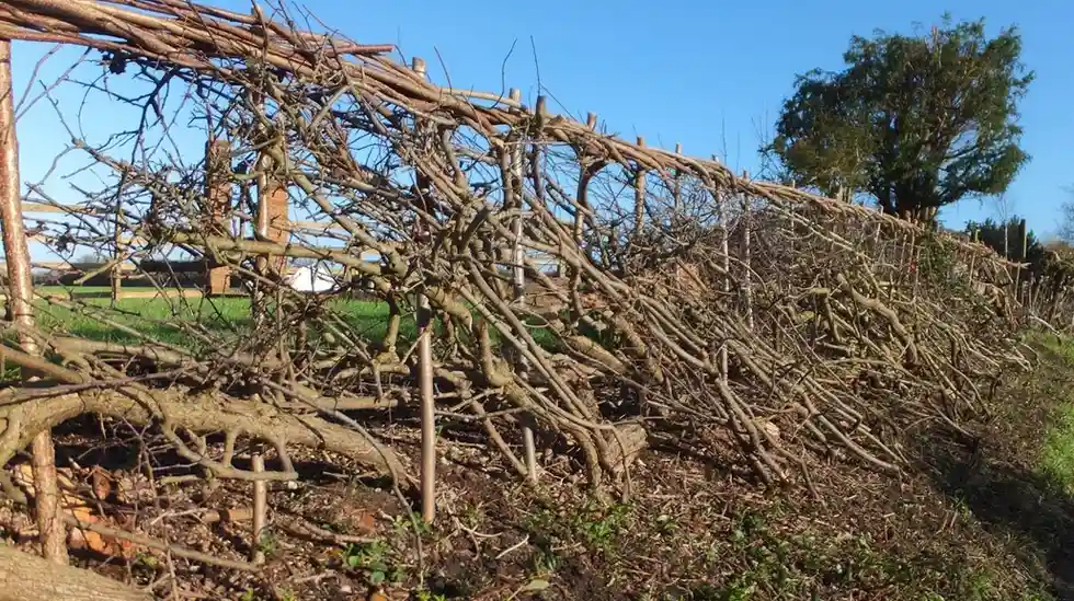 12 Edible Hedge Garden Ideas Beautiful Privacy You Can Harvest smallhometours.com 25