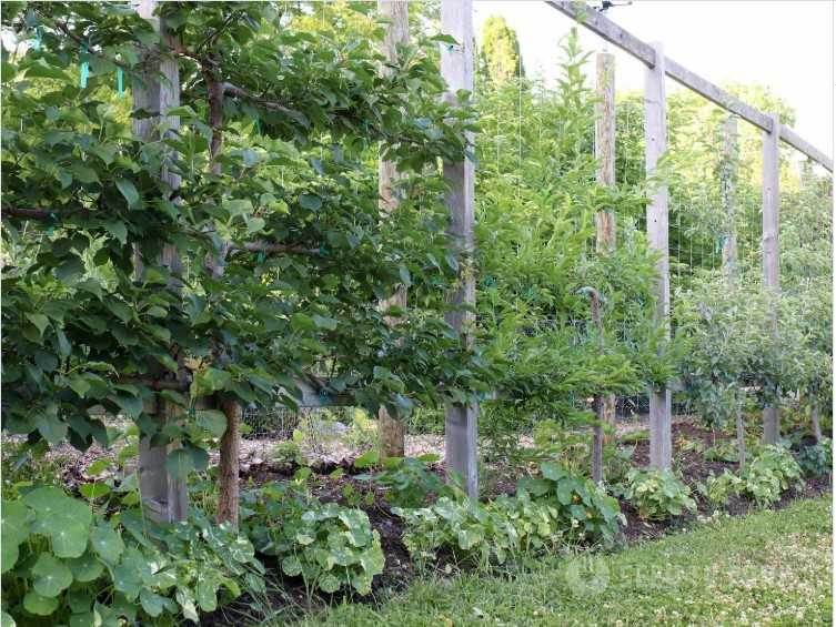 12 Edible Hedge Garden Ideas Beautiful Privacy You Can Harvest smallhometours.com 3