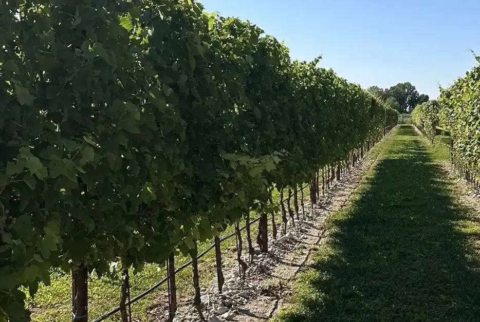 12 Edible Hedge Garden Ideas Beautiful Privacy You Can Harvest smallhometours.com 3