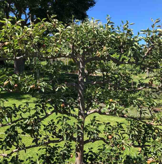 12 Edible Hedge Garden Ideas Beautiful Privacy You Can Harvest smallhometours.com 4