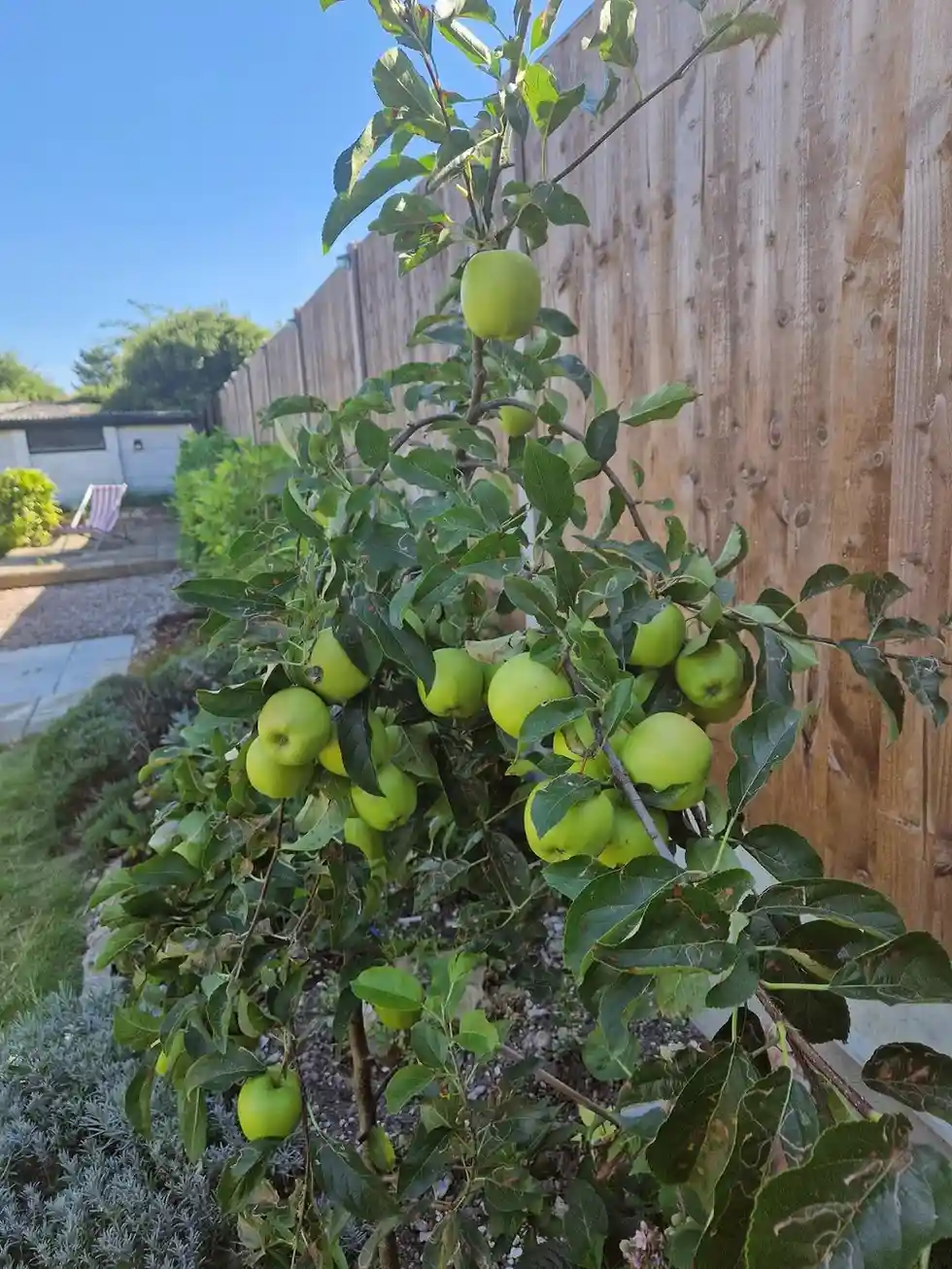 12 Edible Hedge Garden Ideas Beautiful Privacy You Can Harvest smallhometours.com 4