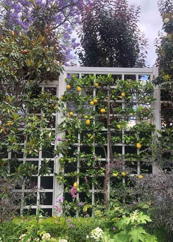 12 Edible Hedge Garden Ideas Beautiful Privacy You Can Harvest smallhometours.com 5