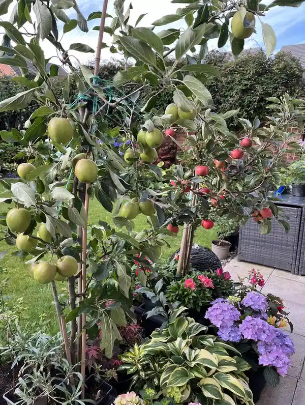 12 Edible Hedge Garden Ideas Beautiful Privacy You Can Harvest smallhometours.com 5