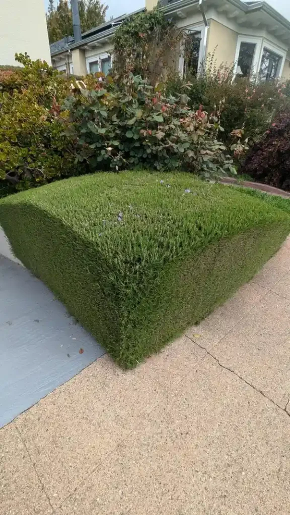 12 Edible Hedge Garden Ideas Beautiful Privacy You Can Harvest smallhometours.com 8