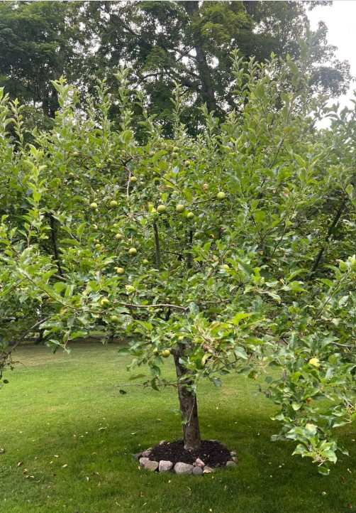 15 Mini Backyard Food Forest Garden Ideas Perfect for Small Spaces smallhometours.com 1