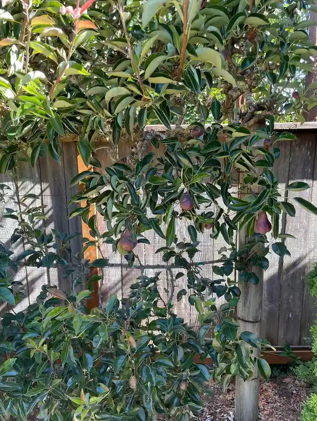 15 Mini Backyard Food Forest Garden Ideas Perfect for Small Spaces smallhometours.com 13