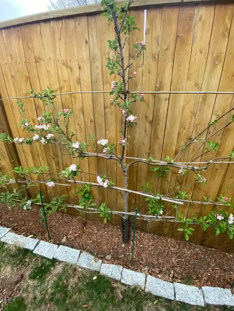 15 Mini Backyard Food Forest Garden Ideas Perfect for Small Spaces smallhometours.com 14