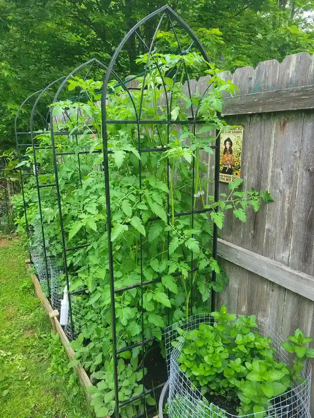 15 Mini Backyard Food Forest Garden Ideas Perfect for Small Spaces smallhometours.com 16