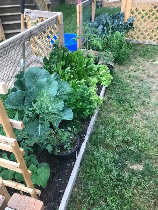 15 Mini Backyard Food Forest Garden Ideas Perfect for Small Spaces smallhometours.com 17