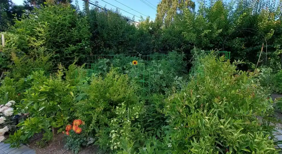 15 Mini Backyard Food Forest Garden Ideas Perfect for Small Spaces smallhometours.com 2