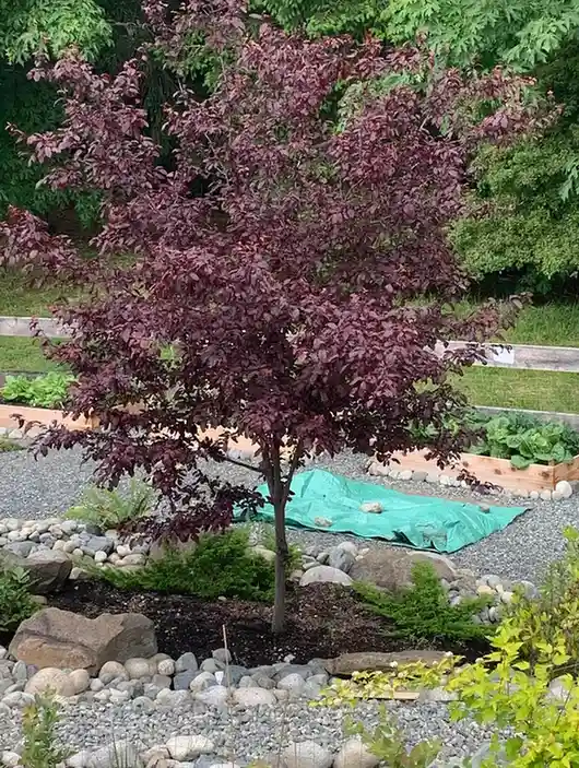 15 Mini Backyard Food Forest Garden Ideas Perfect for Small Spaces smallhometours.com 21