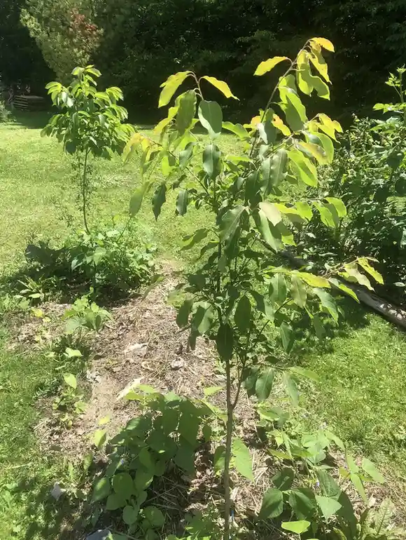 15 Mini Backyard Food Forest Garden Ideas Perfect for Small Spaces smallhometours.com 23