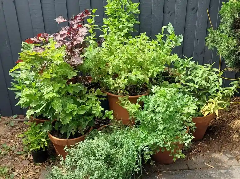 15 Mini Backyard Food Forest Garden Ideas Perfect for Small Spaces smallhometours.com 24