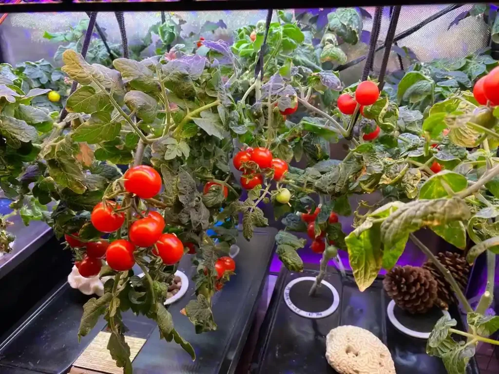 15 Mini Backyard Food Forest Garden Ideas Perfect for Small Spaces smallhometours.com 27