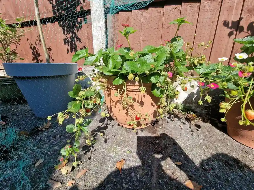 15 Mini Backyard Food Forest Garden Ideas Perfect for Small Spaces smallhometours.com 28