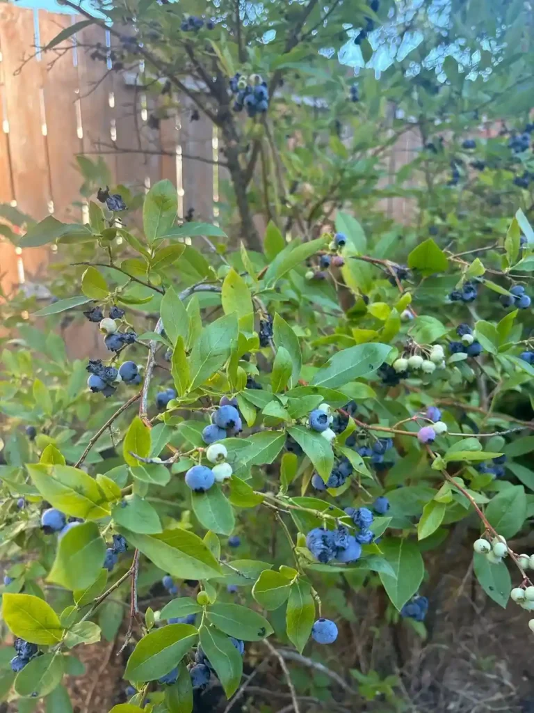 15 Mini Backyard Food Forest Garden Ideas Perfect for Small Spaces smallhometours.com 29