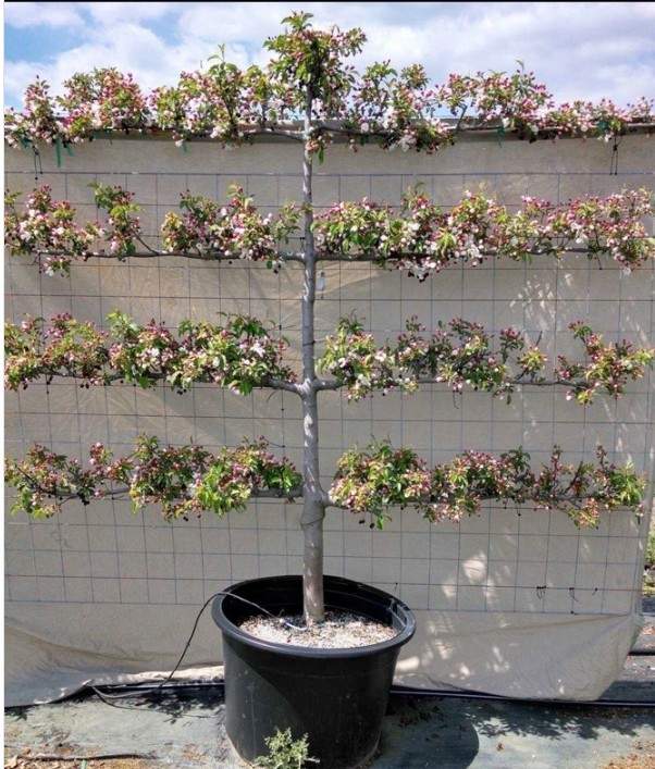 15 Mini Backyard Food Forest Garden Ideas Perfect for Small Spaces smallhometours.com 3