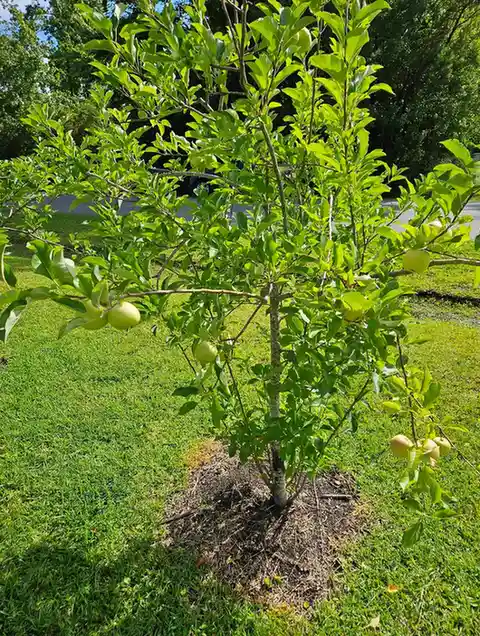 15 Mini Backyard Food Forest Garden Ideas Perfect for Small Spaces smallhometours.com 3
