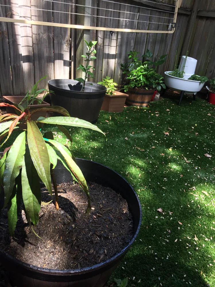 15 Mini Backyard Food Forest Garden Ideas Perfect for Small Spaces smallhometours.com 39