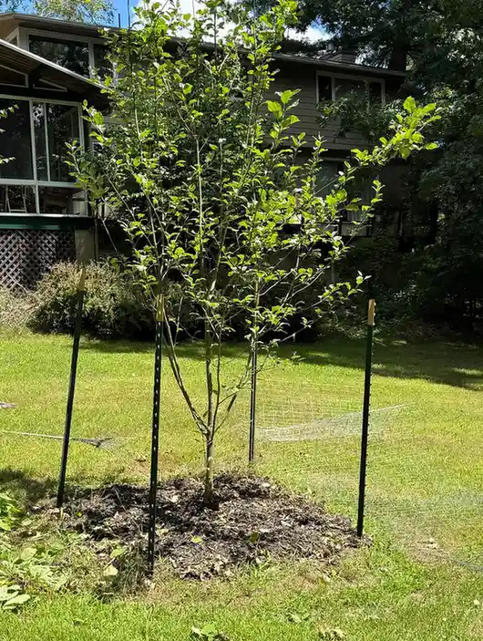 15 Mini Backyard Food Forest Garden Ideas Perfect for Small Spaces smallhometours.com 4