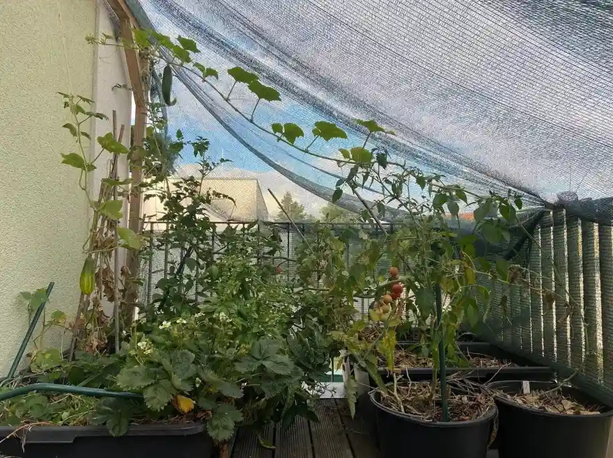 15 Mini Backyard Food Forest Garden Ideas Perfect for Small Spaces smallhometours.com 8