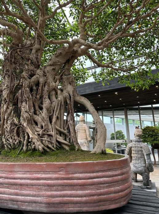 8 Oldest Bonsai in the World Living Masterpieces That Defy Time smallhometours.com 1