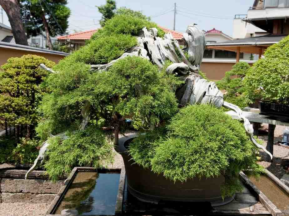 8 Oldest Bonsai in the World Living Masterpieces That Defy Time smallhometours.com 1