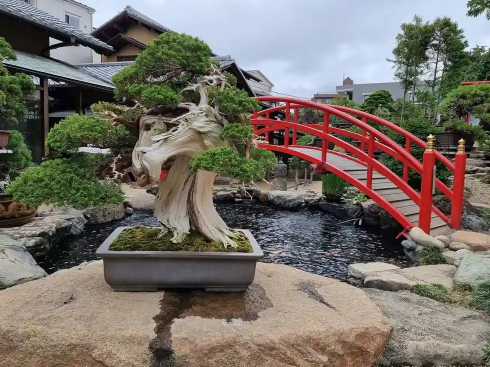 Ancient juniper bonsai with a weathered twisted trunk displayed in a shallow pot beside a koi pond and bright red Japanese bridge in a traditional bonsai garden.