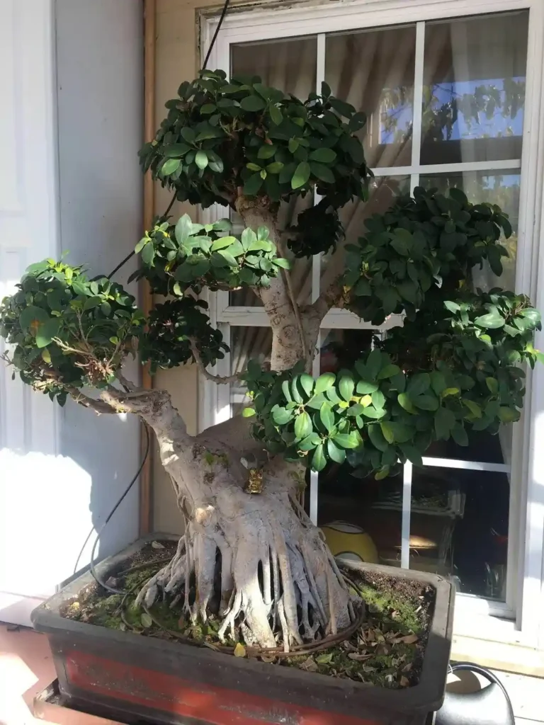 8 Oldest Bonsai in the World Living Masterpieces That Defy Time smallhometours.com 12