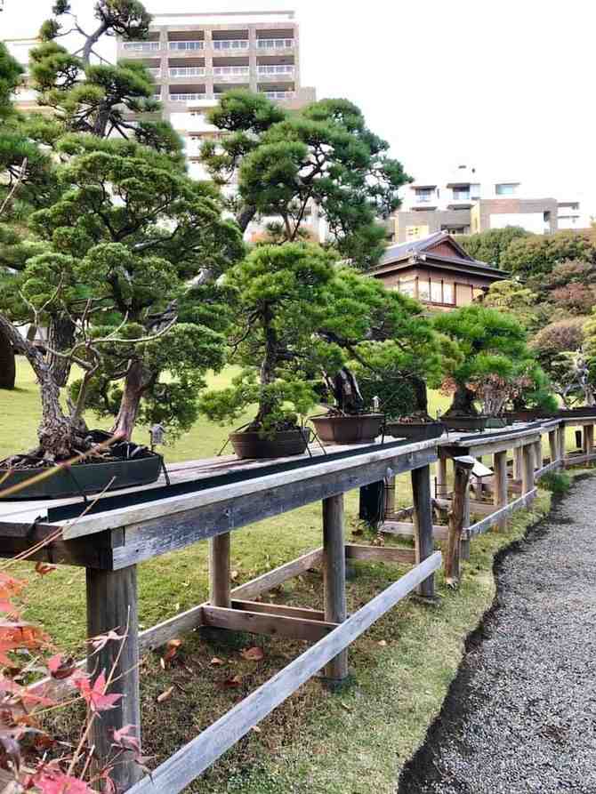 8 Oldest Bonsai in the World Living Masterpieces That Defy Time smallhometours.com 14