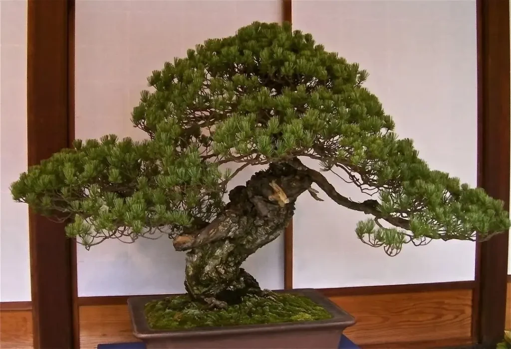 8 Oldest Bonsai in the World Living Masterpieces That Defy Time smallhometours.com 15