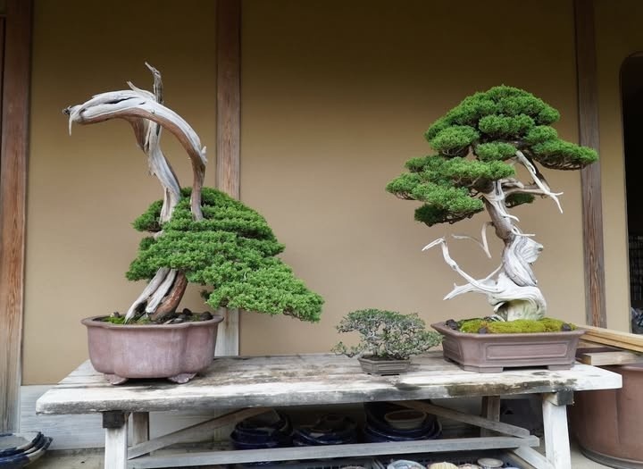 8 Oldest Bonsai in the World Living Masterpieces That Defy Time smallhometours.com 15