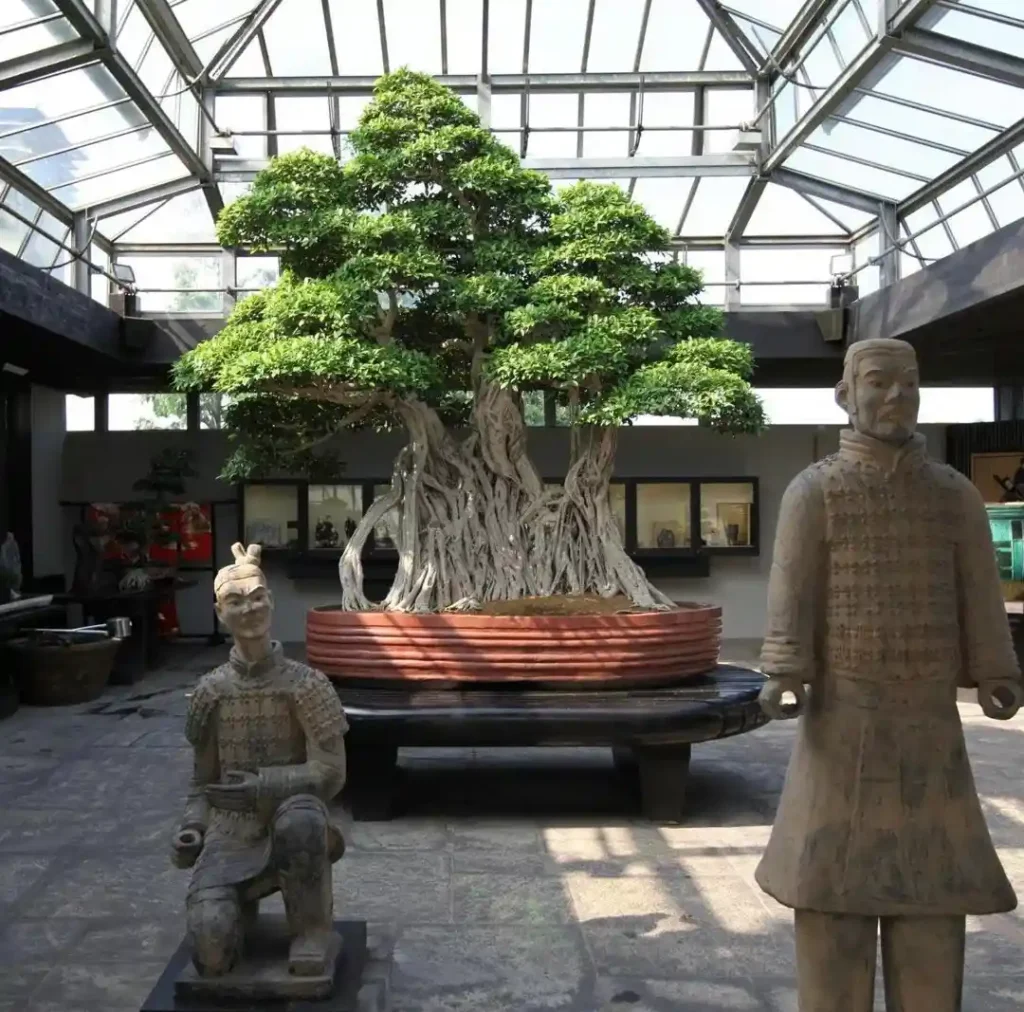 8 Oldest Bonsai in the World Living Masterpieces That Defy Time smallhometours.com 16