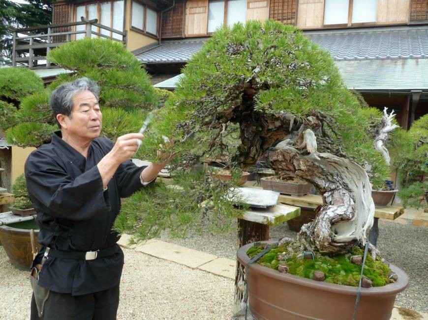 8 Oldest Bonsai in the World Living Masterpieces That Defy Time smallhometours.com 16