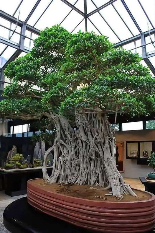 8 Oldest Bonsai in the World Living Masterpieces That Defy Time smallhometours.com 19