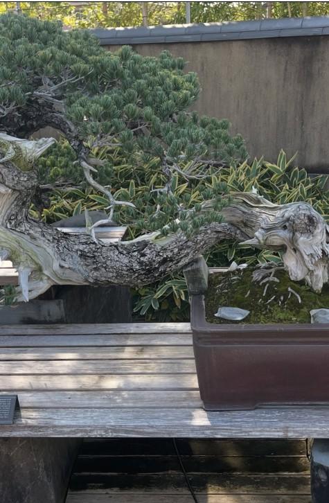 8 Oldest Bonsai in the World Living Masterpieces That Defy Time smallhometours.com 2