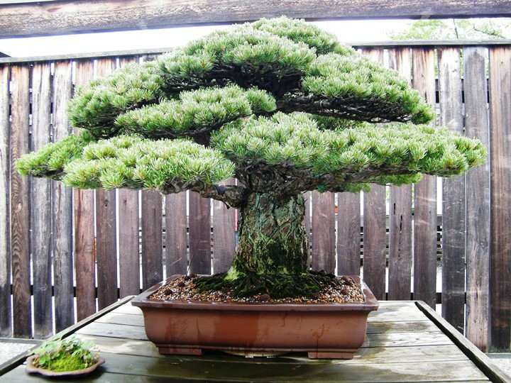 8 Oldest Bonsai in the World Living Masterpieces That Defy Time smallhometours.com 2