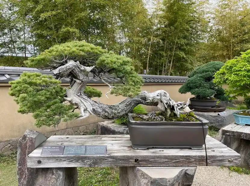 8 Oldest Bonsai in the World Living Masterpieces That Defy Time smallhometours.com 2