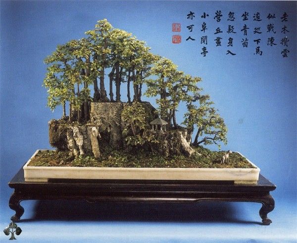 8 Oldest Bonsai in the World Living Masterpieces That Defy Time smallhometours.com 20