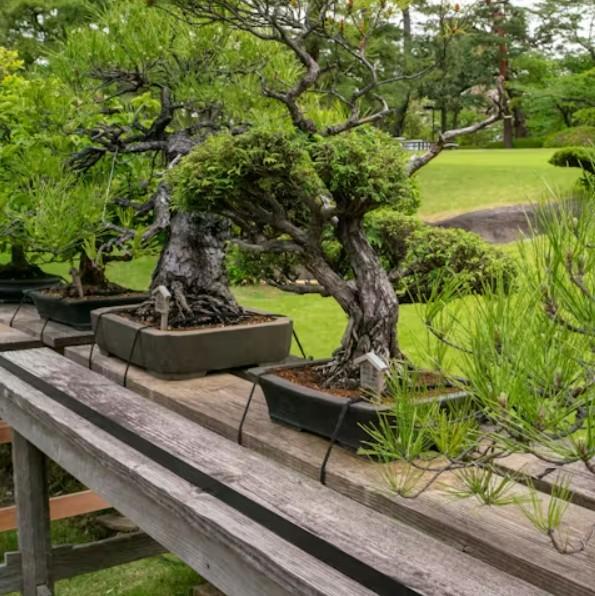 8 Oldest Bonsai in the World Living Masterpieces That Defy Time smallhometours.com 22