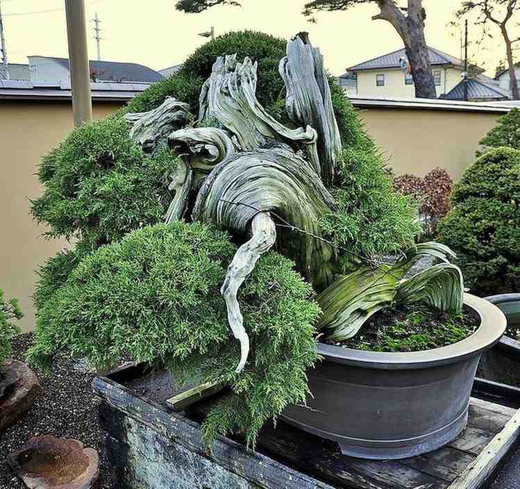 8 Oldest Bonsai in the World Living Masterpieces That Defy Time smallhometours.com 22
