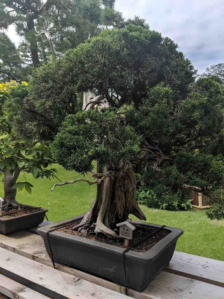 8 Oldest Bonsai in the World Living Masterpieces That Defy Time smallhometours.com 23