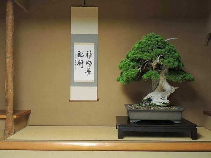 8 Oldest Bonsai in the World Living Masterpieces That Defy Time smallhometours.com 3