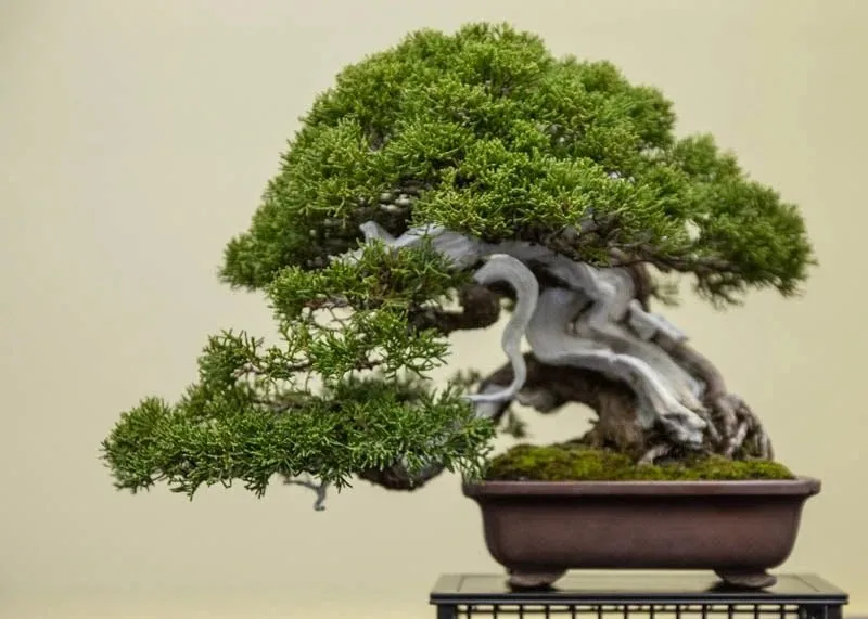8 Oldest Bonsai in the World Living Masterpieces That Defy Time smallhometours.com 3