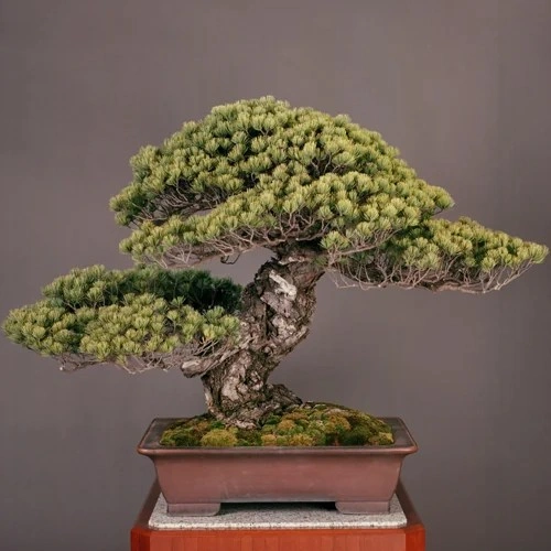 8 Oldest Bonsai in the World Living Masterpieces That Defy Time smallhometours.com 4