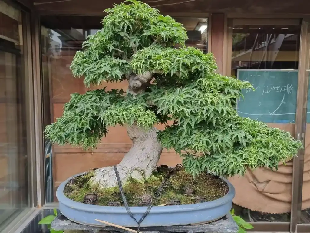 8 Oldest Bonsai in the World Living Masterpieces That Defy Time smallhometours.com 5