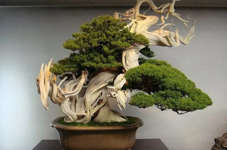 8 Oldest Bonsai in the World Living Masterpieces That Defy Time smallhometours.com 6