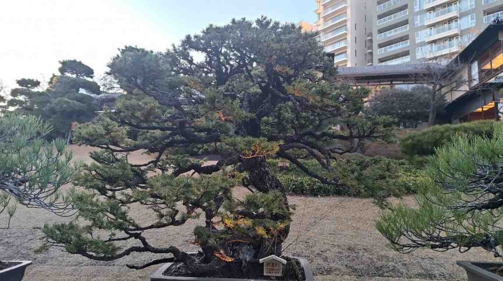 8 Oldest Bonsai in the World Living Masterpieces That Defy Time smallhometours.com 7